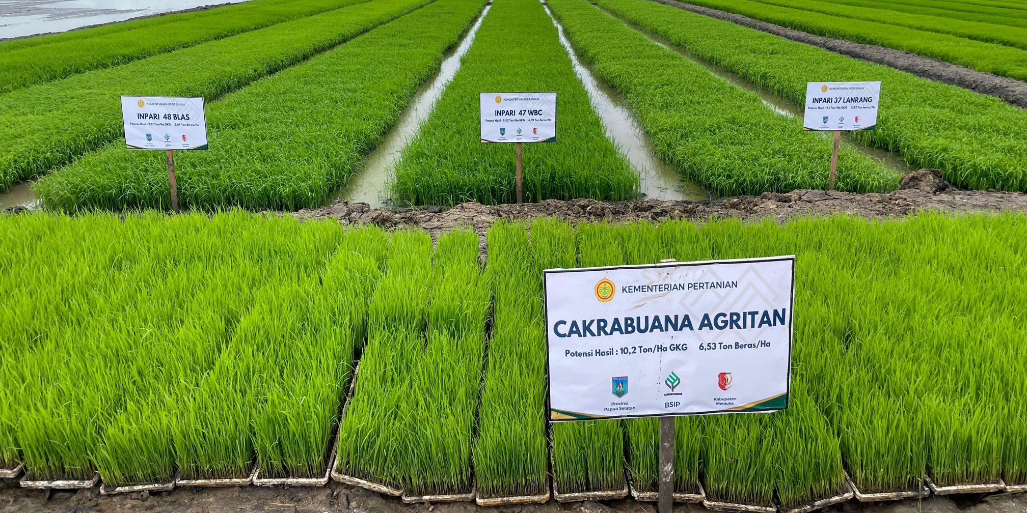 Hasil Survei Menunjukkan Lahan Cetak Sawah di Kabupaten Merauke Layak Tanam