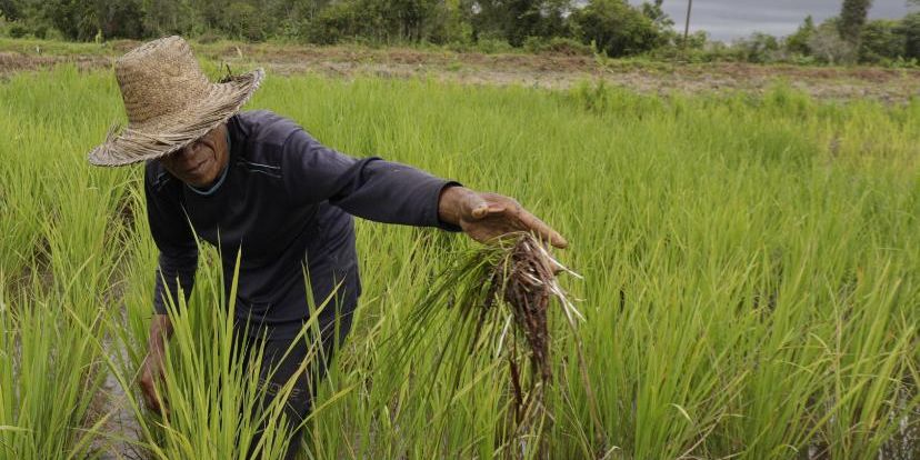 Membangun Kemandirian Sistem Pangan, Anggota DPR Herman Khaeron Serukan Diversifikasi Pangan