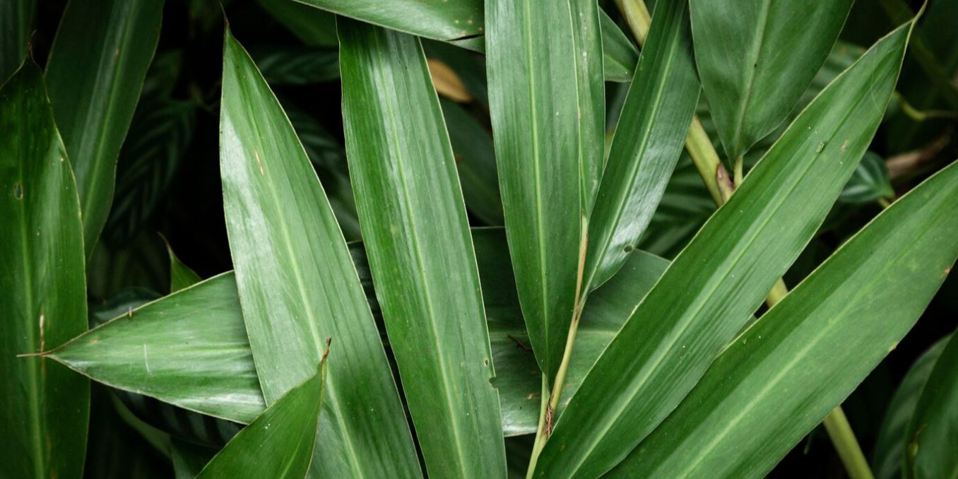 Rahasia Hijau dari Dapur: Manfaat Daun Pandan untuk Kesehatan dan Kecantikan