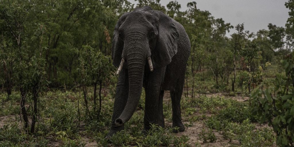 Kronologi Gajah di Bali Safari Ngamuk, Seruduk Pegawai Berkali-kali Hingga Tewas