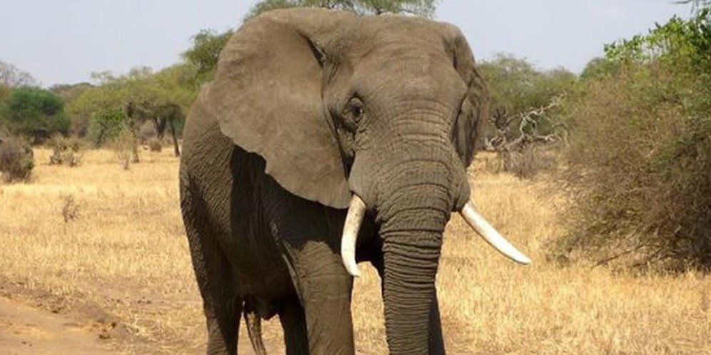 Taman Safari Indonesia Buka Suara soal Karyawan Tewas Diseruduk Gajah di Bali