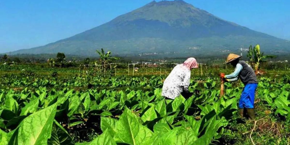 Industri Tembakau Bertahan di Tengah Gempuran Investasi Asing, DPR: Jangan Dianaktirikan dan Ditekan