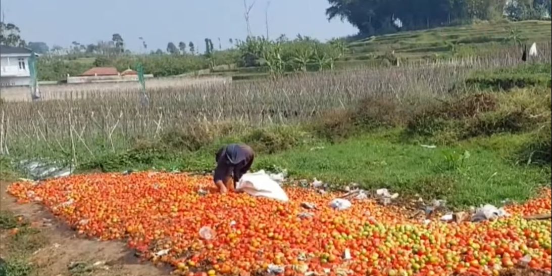 Hanya Terima Rp700 Per Kilogram, Petani Tomat di Garut 'Berduka' Buang Hasil Panen di Pinggir Jalan