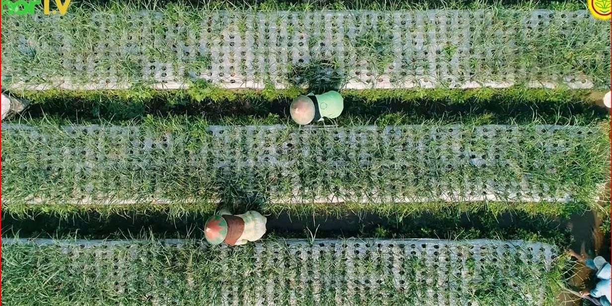 Kehidupan Para Petani Bawang Putih di Jateng, Masih Dikelola Tradisional Demi Hasil Panen Berkualitas