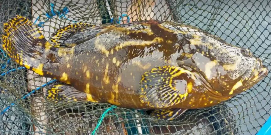 Mengenal Kampung Kerapu Lamongan, Gudangnya Ikan Segar yang Wajib Dikunjungi