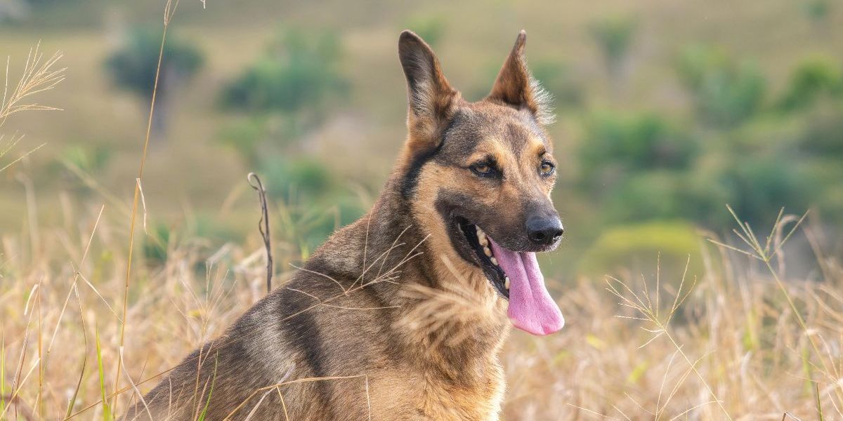 Doa Ketika Mendengar Anjing Menggonggong Tengah Malam, Umat Islam Harus Tahu