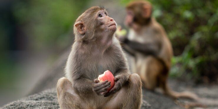 Potret Belasan Monyet Liar Sambangi Perkampungan Warga Magetan, Curi Bawang di Ladang hingga Baju Jemuran