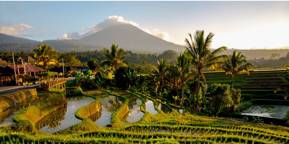 Jalanan Membelah Sawah di Tabanan Bali Ini Romantis Abis, Cocok Dikunjungi Bareng Pasangan