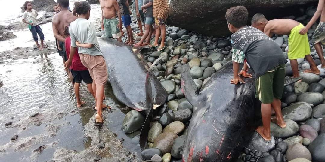 Puluhan Paus Pilot Mati Terdampar di Pantai Alor