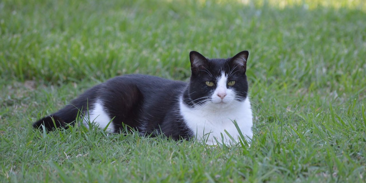 Mitos Dicakar Kucing yang Sering Dipercaya, Pertanda Musibah