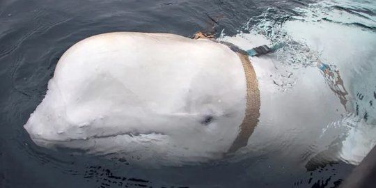 Paus Beluga Putih 'Intel' Rusia Mati Ditembak, ini Daftar Hewan Jadi Mata-Mata Terbaik di Dunia
