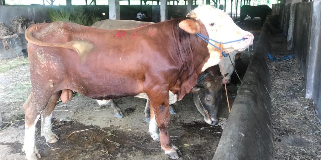 Wabah PMK Sapi Marak Terjadi, Komisi IV Minta Kementan Gercep Lakukan ini