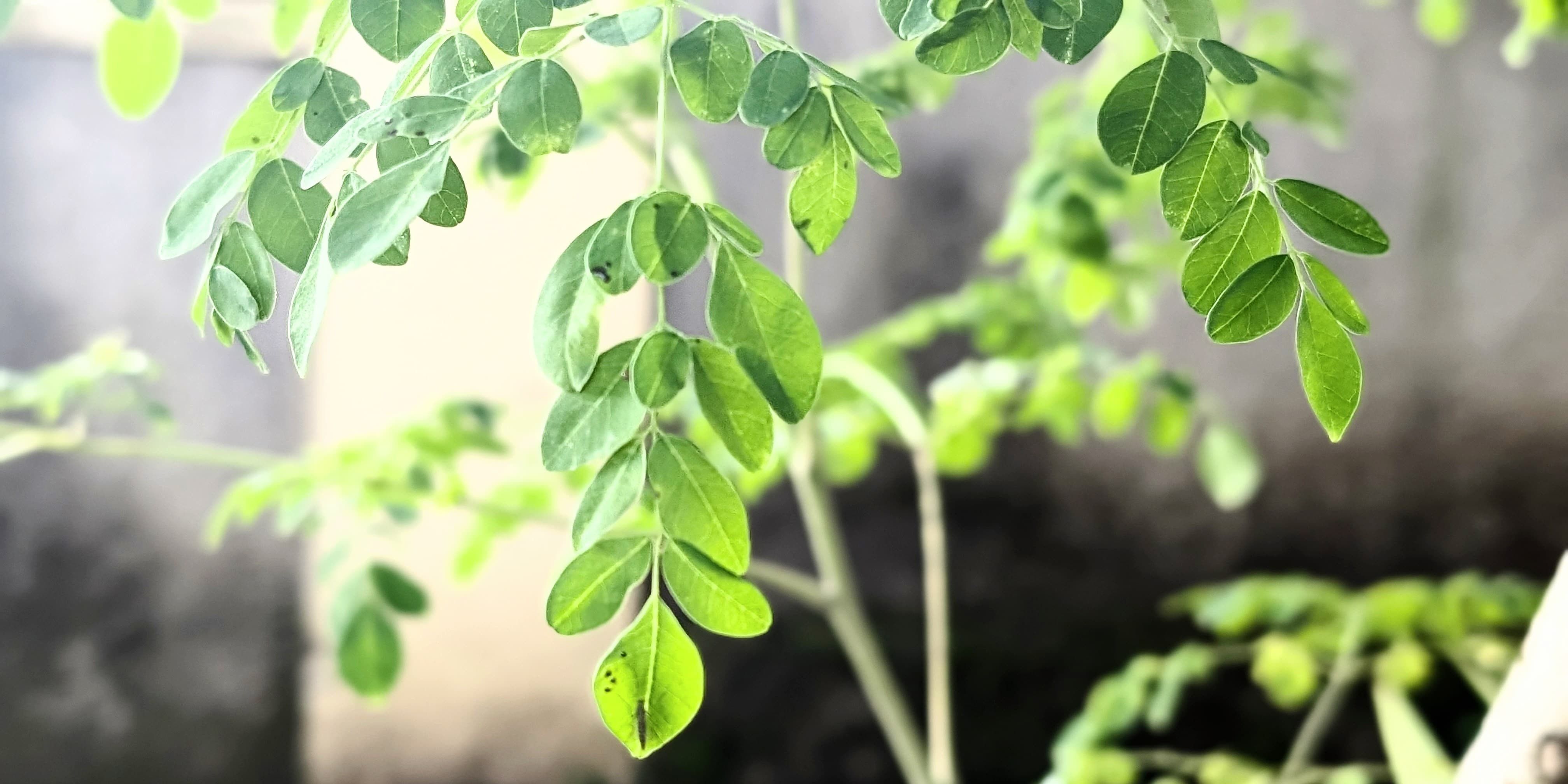 Cara Merebus Daun Kelor untuk Turunkan Tekanan Darah Tinggi, Solusi Sehat dengan Bahan Alami