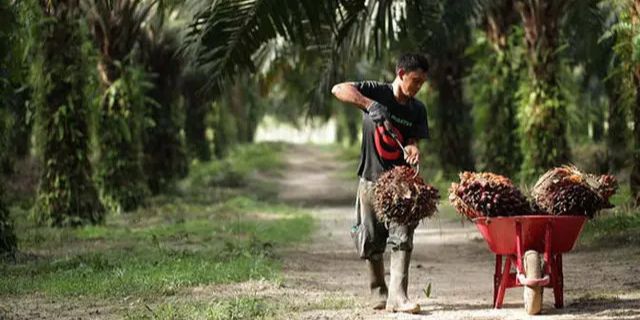 Perusahaan China Siap Serap 7.000 Tenaga Kerja di KEK Sei Mangkei