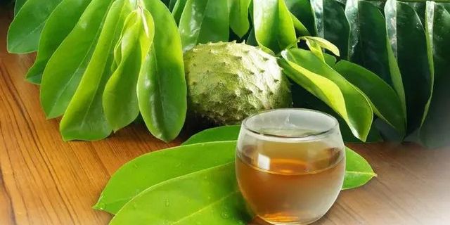 Cara Merebus Daun Sirsak buat Diminum, Ampuh untuk Menurunkan Kolesterol