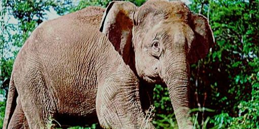 Mengapa Gajah di Kalimantan Berbadan Kecil? Ini Penjelasannya