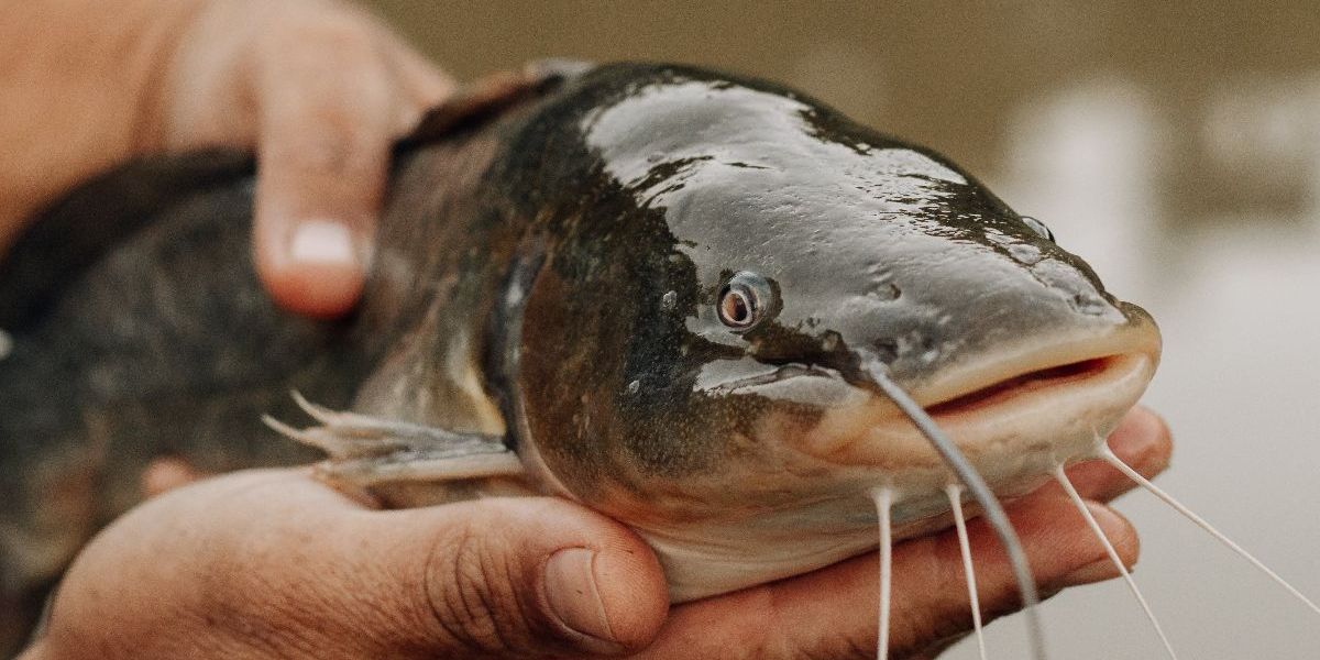 Ikan Berkembang Biak dengan Cara yang Unik dan Beragam, Apa Saja?