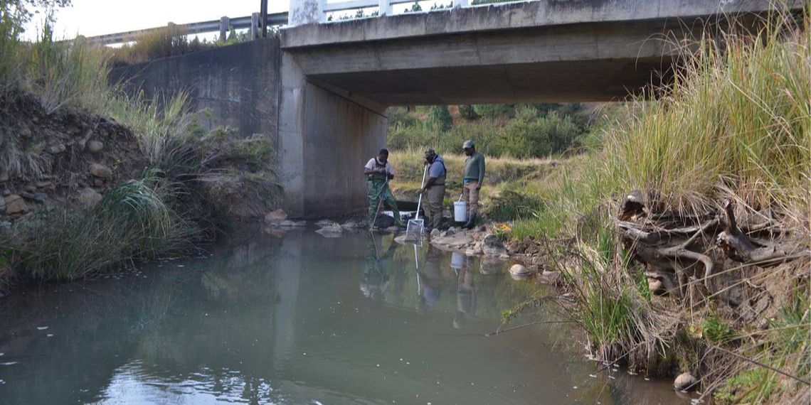 Ilmuwan Temukan Makhluk Sungai Berkepala Besar dengan Moncong Tumpul, Ternyata Spesies Baru Tidak Terduga