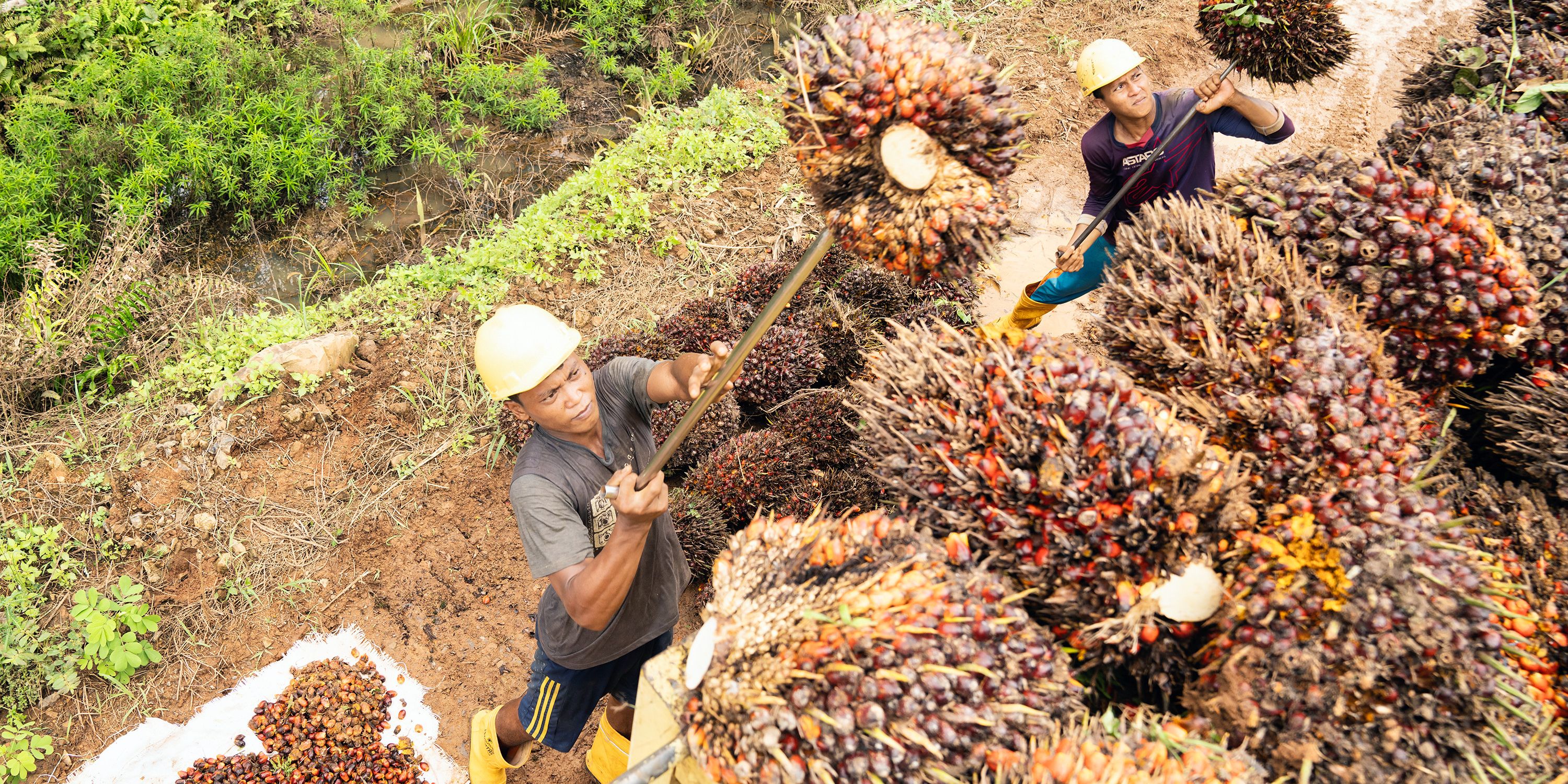 Jaga Operasional Perusahaan, PalmCo Dorong Karyawan Jadi Ahli Keselamatan dan Kesehatan Kerja