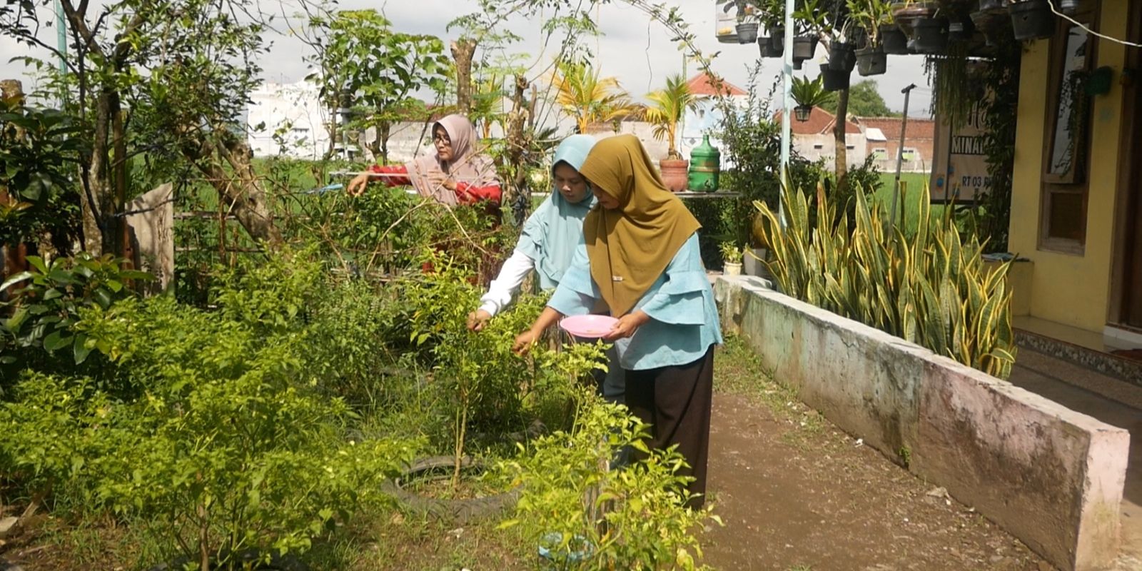 Kreatif, Emak-Emak di Lumajang Bertani Mandiri di Tengah Mahalnya Harga Cabai