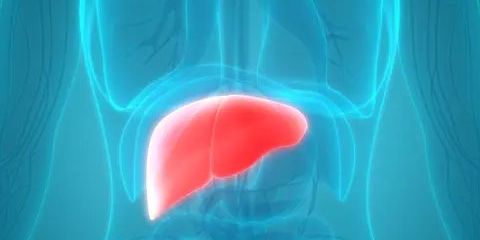 Sejumlah Tanda yang Dirasakan ketika Organ Hati atau Liver dalam Kondisi Sehat