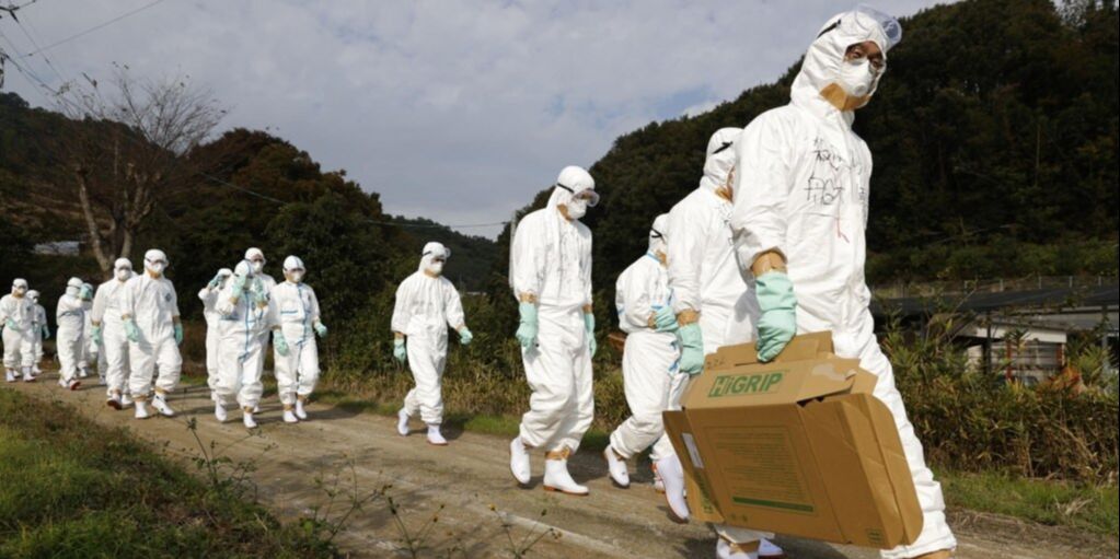 Jepang Musnahkan 50.000 Ekor Ayam Setelah Wabah Flu Burung Merebak