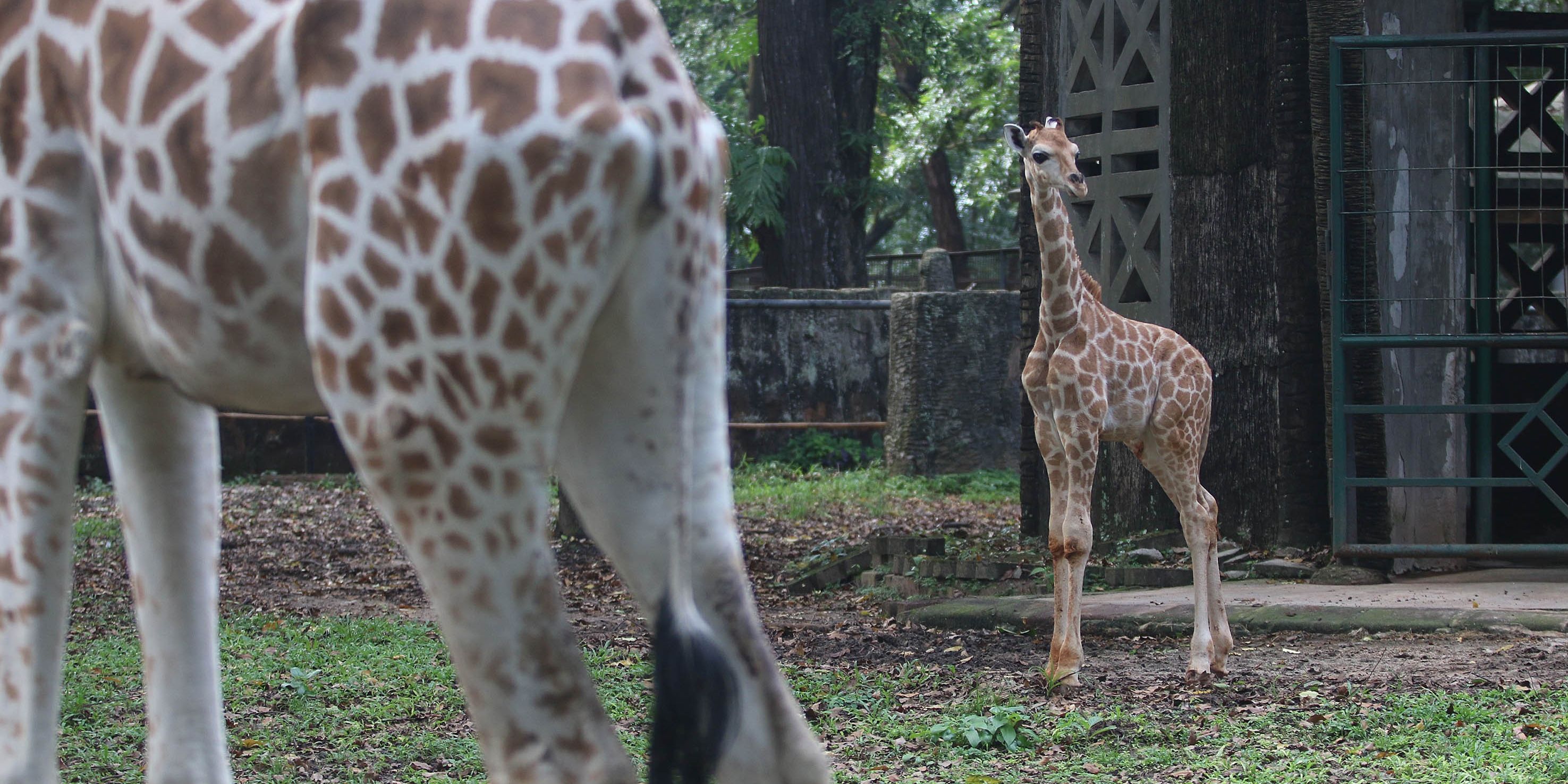 FOTO: Lucunya Anak Jerapah Lahir di Taman Margasatwa Ragunan, Diberi Nama Rajaka