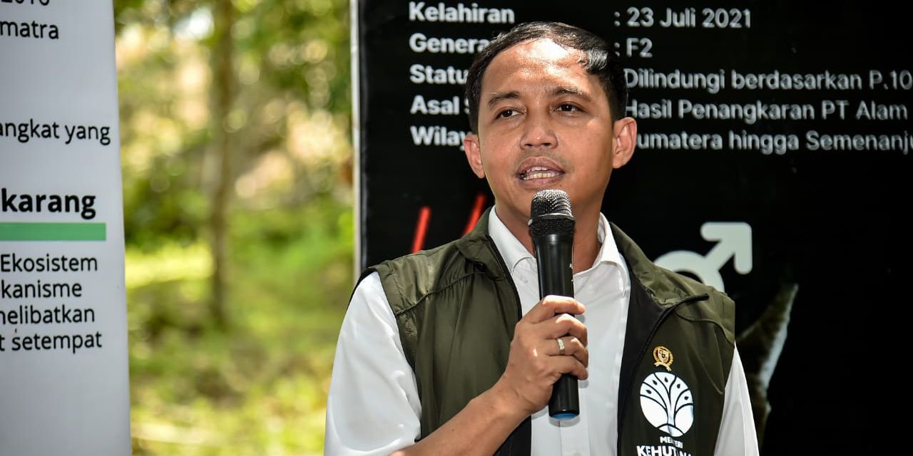 Keberadaannya Sulit Ditemui, Dua Kucing Emas Dilepas Liarkan di Gunung Lauser