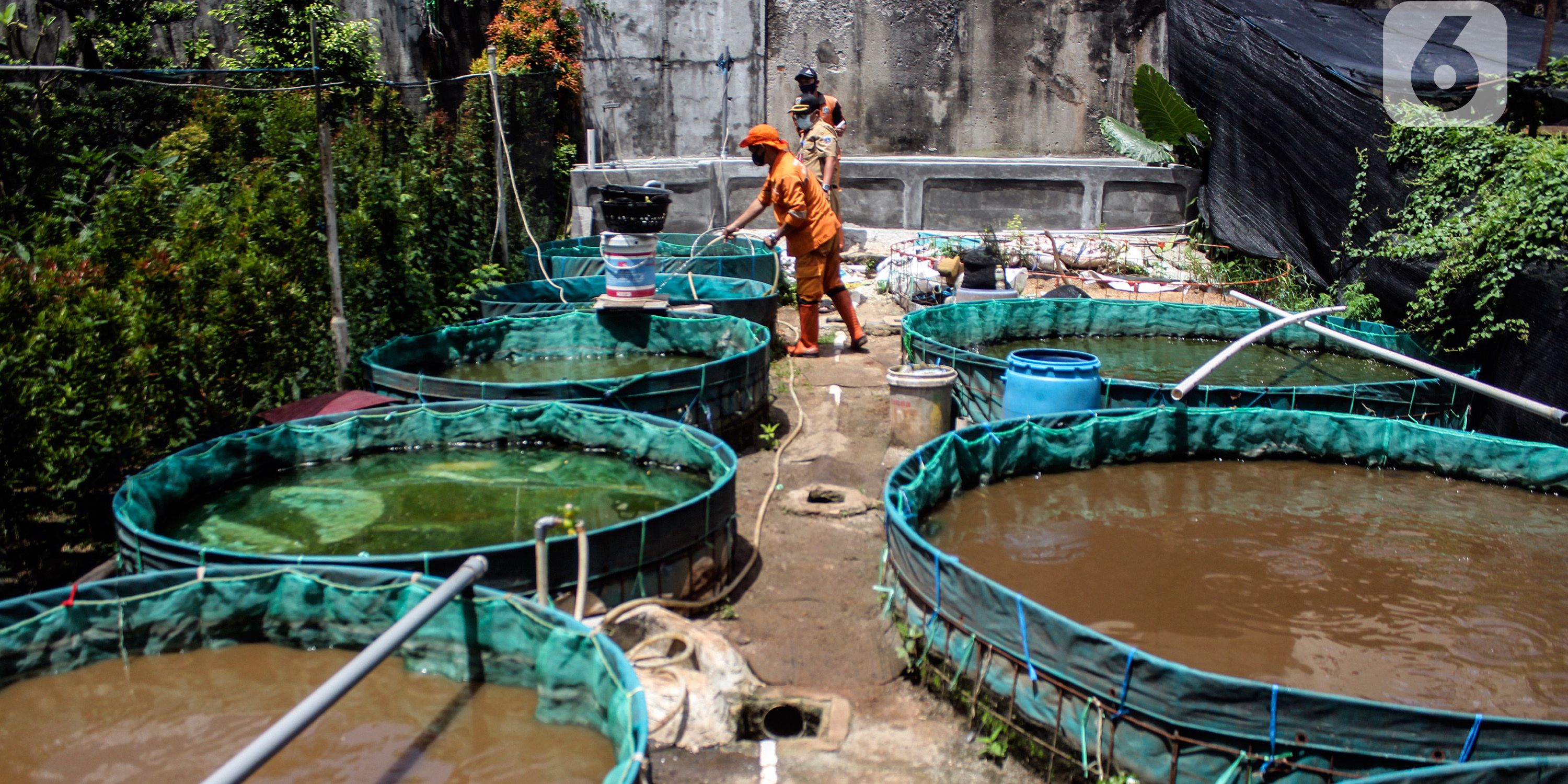 Mengenal Teknologi Bioflok untuk Budidaya Ikan, Cuaca Buruk Tak Lagi Jadi Halangan