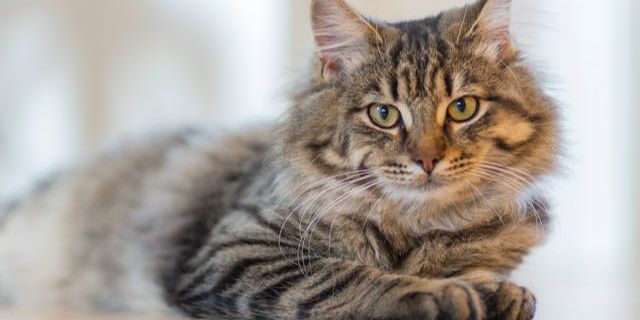 Tips Membuat Kucing Tetap Nyaman di Rumah Sendirian ketika Ditinggal Liburan