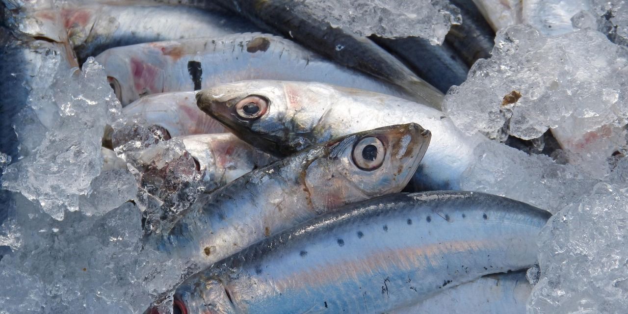 Ikan yang Boleh Dimakan Penderita Asam Urat dan Kolesterol: Panduan Lengkap