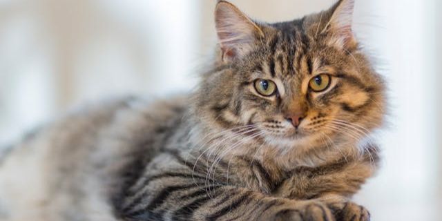Rahasia Umur Panjang Kucing Kesayangan, Ini Tips dan Trik Agar Si Meow Hidup Hingga 20 Tahun