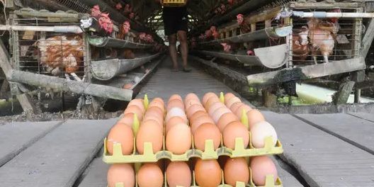 Benarkah Kopi Campur Telur Bisa Jadi Obat Kuat Alami, Ini Faktanya