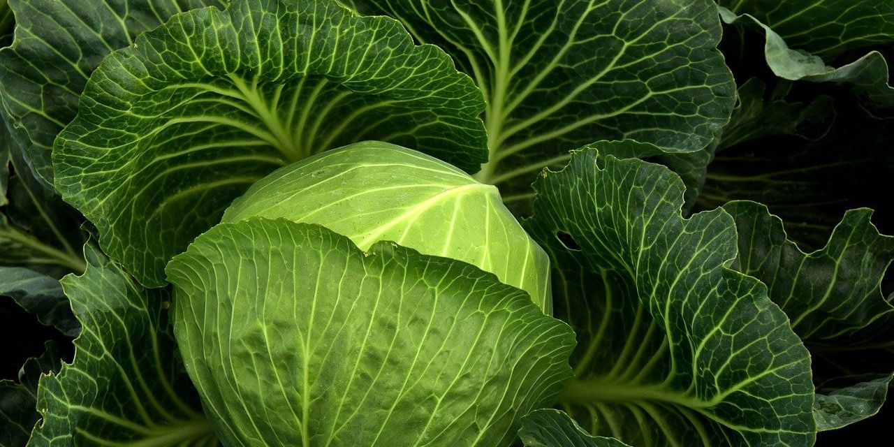 Empat Jenis Olahan Sayur yang Sebaiknya Dihindari Oleh Penderita Kolesterol