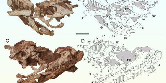 Ilmuwan Temukan Fosil Dinosaurus Berusia 170 Juta Tahun, Tulang Belakang dan Tengkoraknya Masih Lengkap