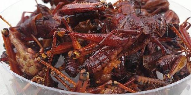 Daftar Makanan Ekstrem Berbahan Serangga di Indonesia, Berani Coba?