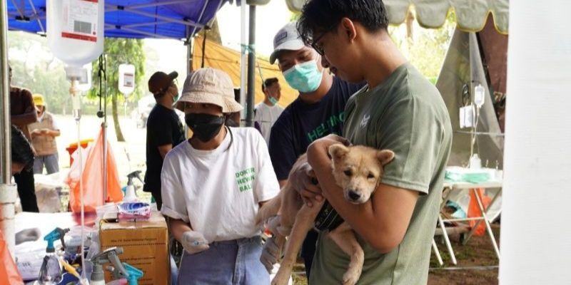 Gawat, Kasus Rabies di NTT Merebak Hingga Timor Leste