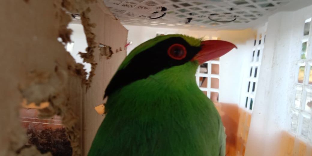 Bagasi Penumpang Bus Mencurigakan, Badan Karantina Lampung Gagalkan Penyelundupan Berbagai Jenis Burung yang Dilindungi