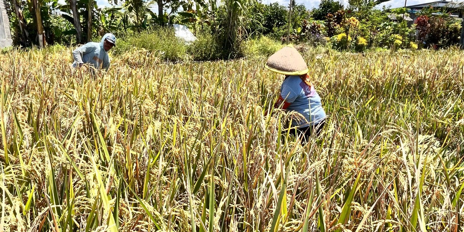 Pemerintah Sebut Swasembada Beras Hingga Garam Bisa Terwujud Tahun ini
