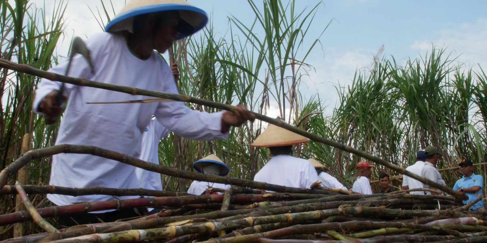 Pemerintah Targetkan Swasembada Gula dalam 5 Tahun, Fokus Tingkatkan Produktivitas Tebu