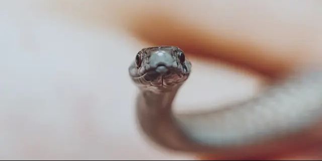 Terungkap Alasan Ular Masuk ke Dalam Rumah, Ketahui Cara Ampuh Mencegahnya