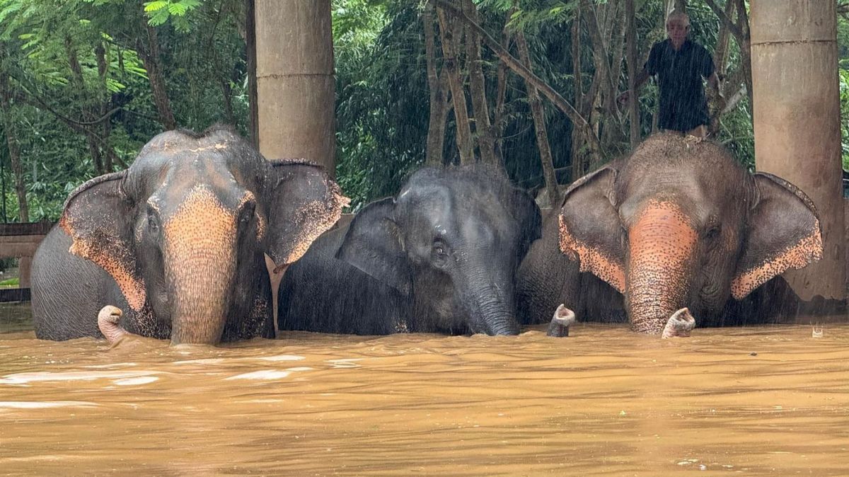 FOTO: Kasihan, Gajah-Gajah di Thailand Terjebak Banjir Parah