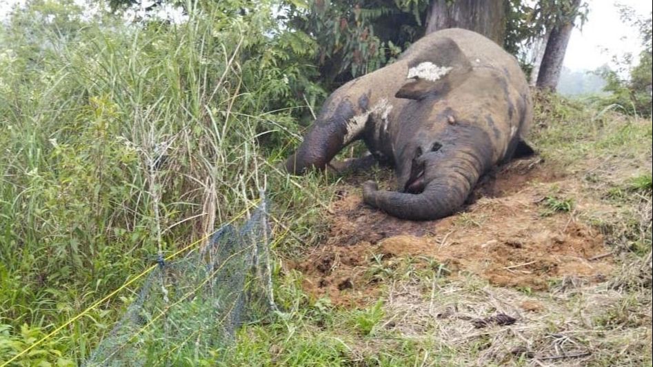 Gajah Sumatera Mati di Aceh Utara, Gadingnya Hilang