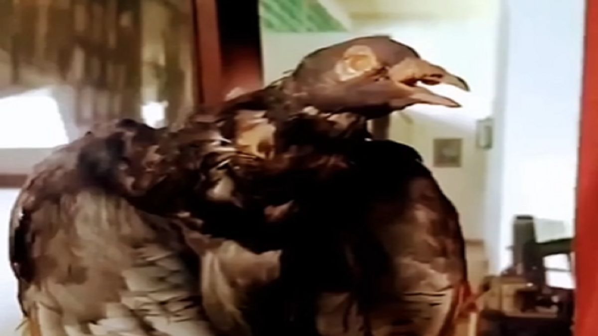 Kisah Burung Berpangkat Letnan Paling Berjasa Bagi Pejuang Indonesia Sampai Tewas Ditembak di Hadapan Komandan