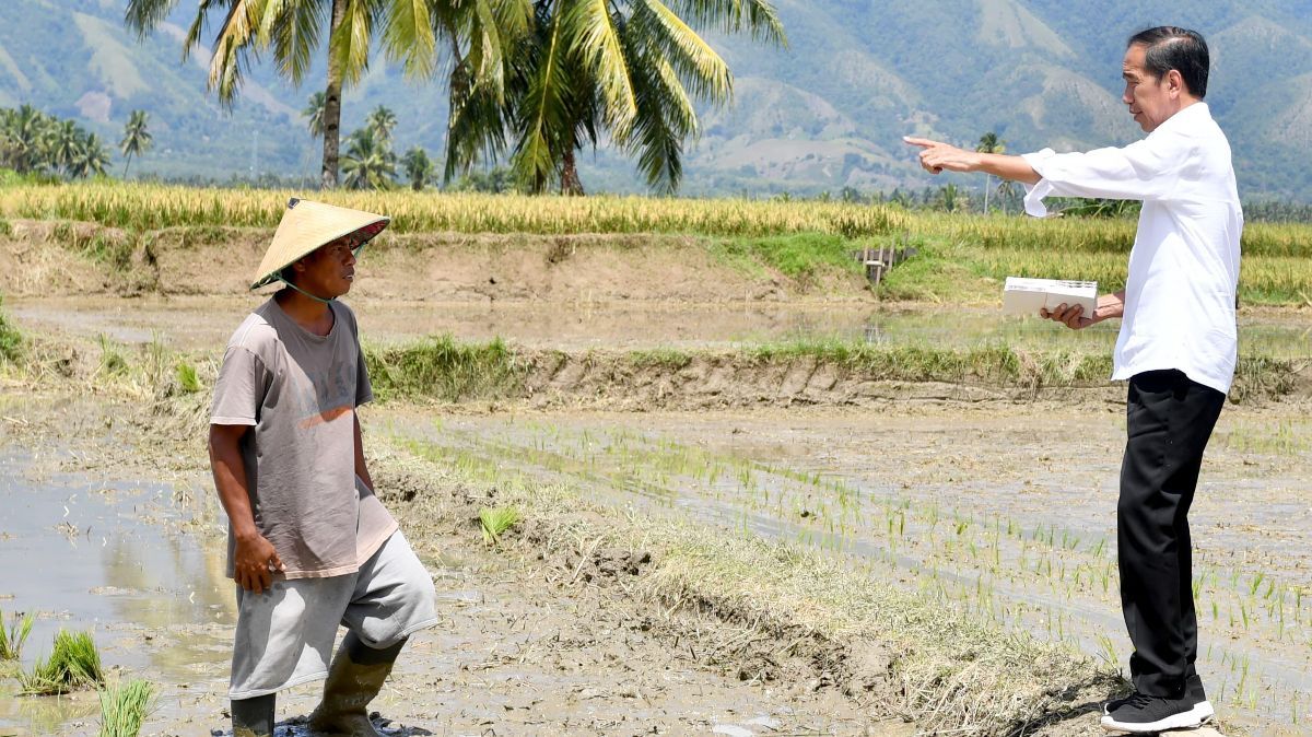 Jokowi Cek Panen Raya Padi di Sigi: Hasilnya Bagus, Bisa 6 Ton per Hektare