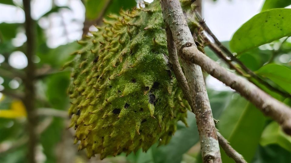 Manfaat Daun Sirsak untuk Kesehatan, Mengatasi Insomnia hingga Kontrol Gula Darah