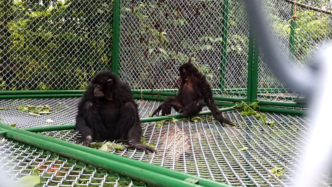 Tragis 2 Siamang Kurus Kering Akibat Dipelihara Warga, BKSDA Sumsel Turun Tangan Evakuasi