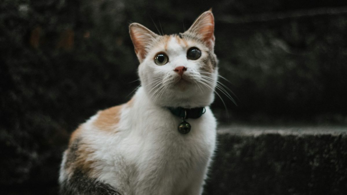 7 Makanan Penggemuk Kucing Buatan Sendiri, Penuh Manfaat dan Kaya Nutrisi