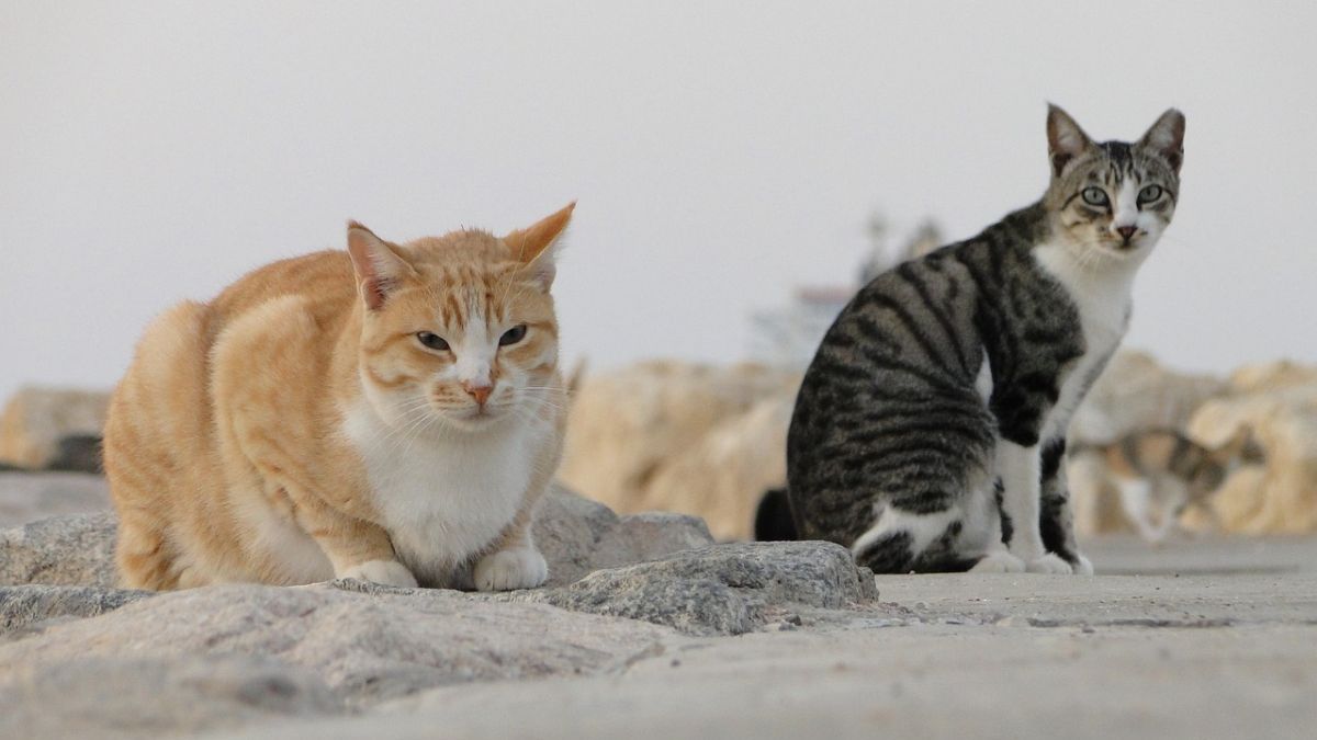 5 Makanan untuk Kucing Sakit, Wajib Tahu Bagi Pecinta Anak Bulu