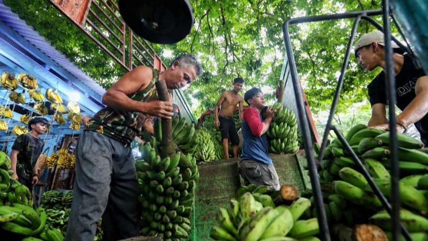 FOTO: Kebutuhan Pisang Meningkat sampai Tiga Kali Lipat di Bulan Ramadan